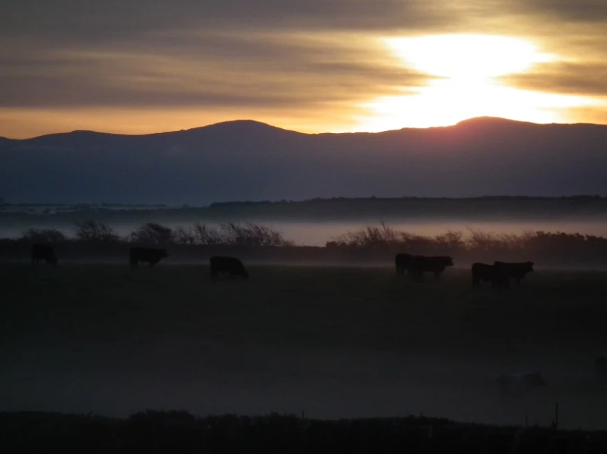 Cows_at_the_back_of_my_House