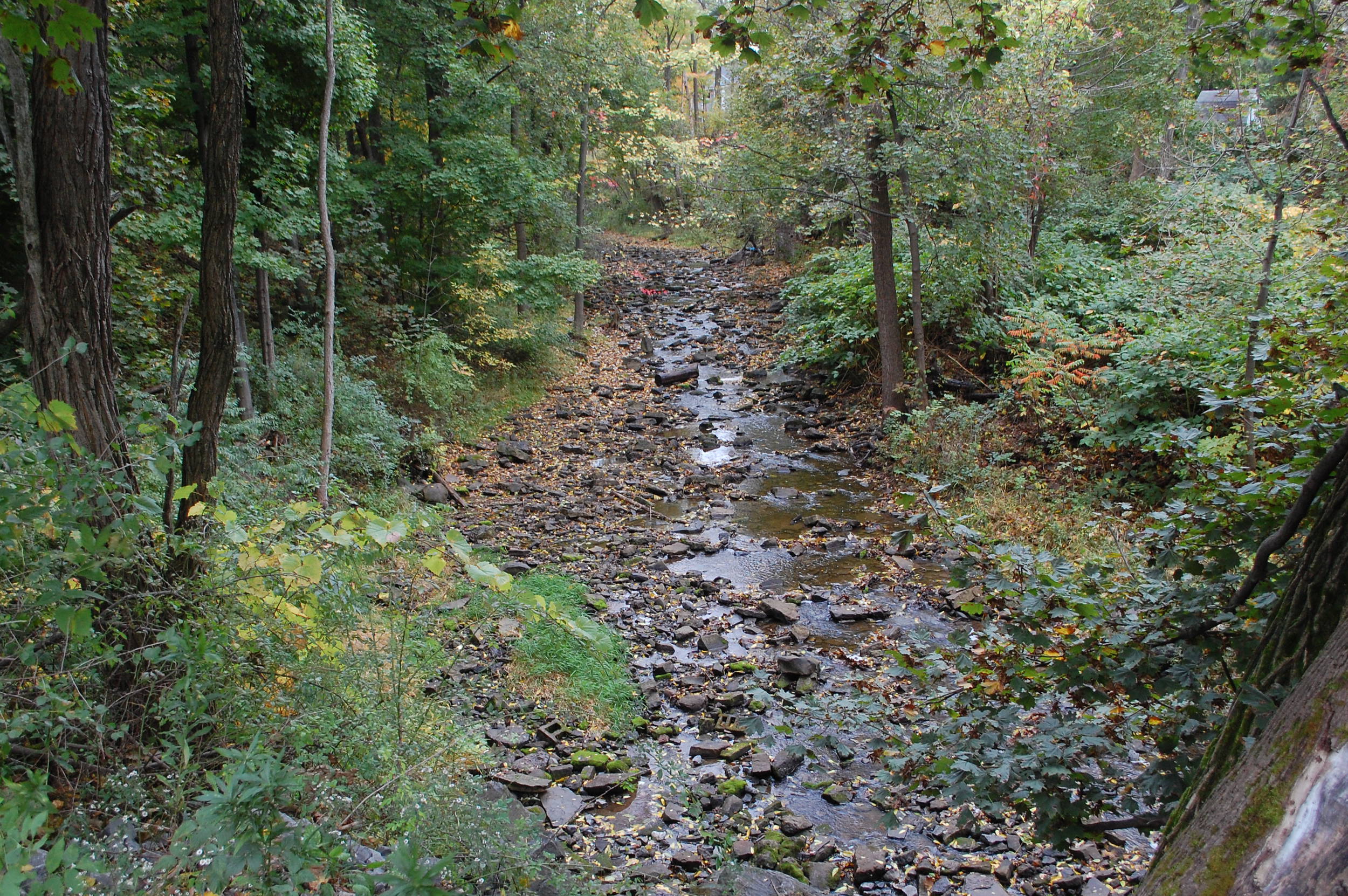 creek at the park