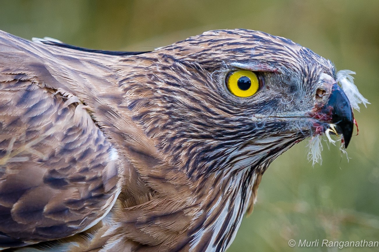 Crested hawk eagle