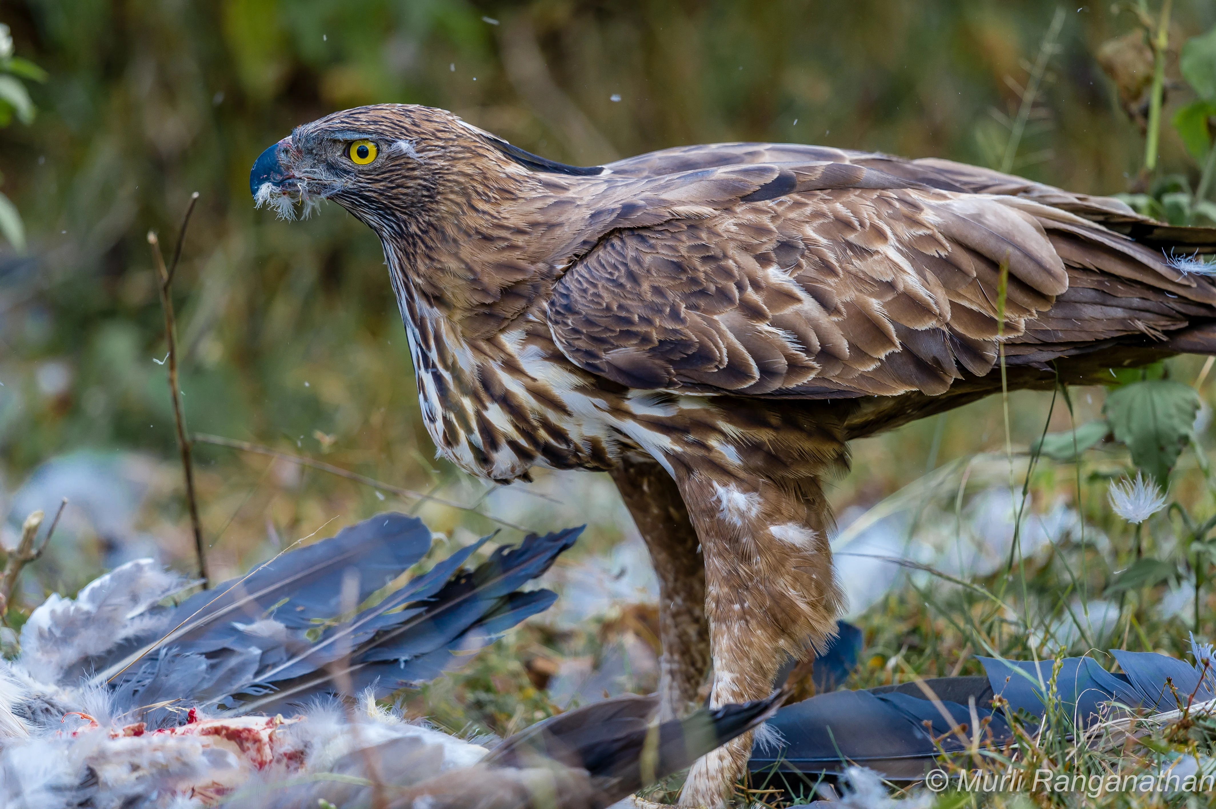 crested hawk eagle