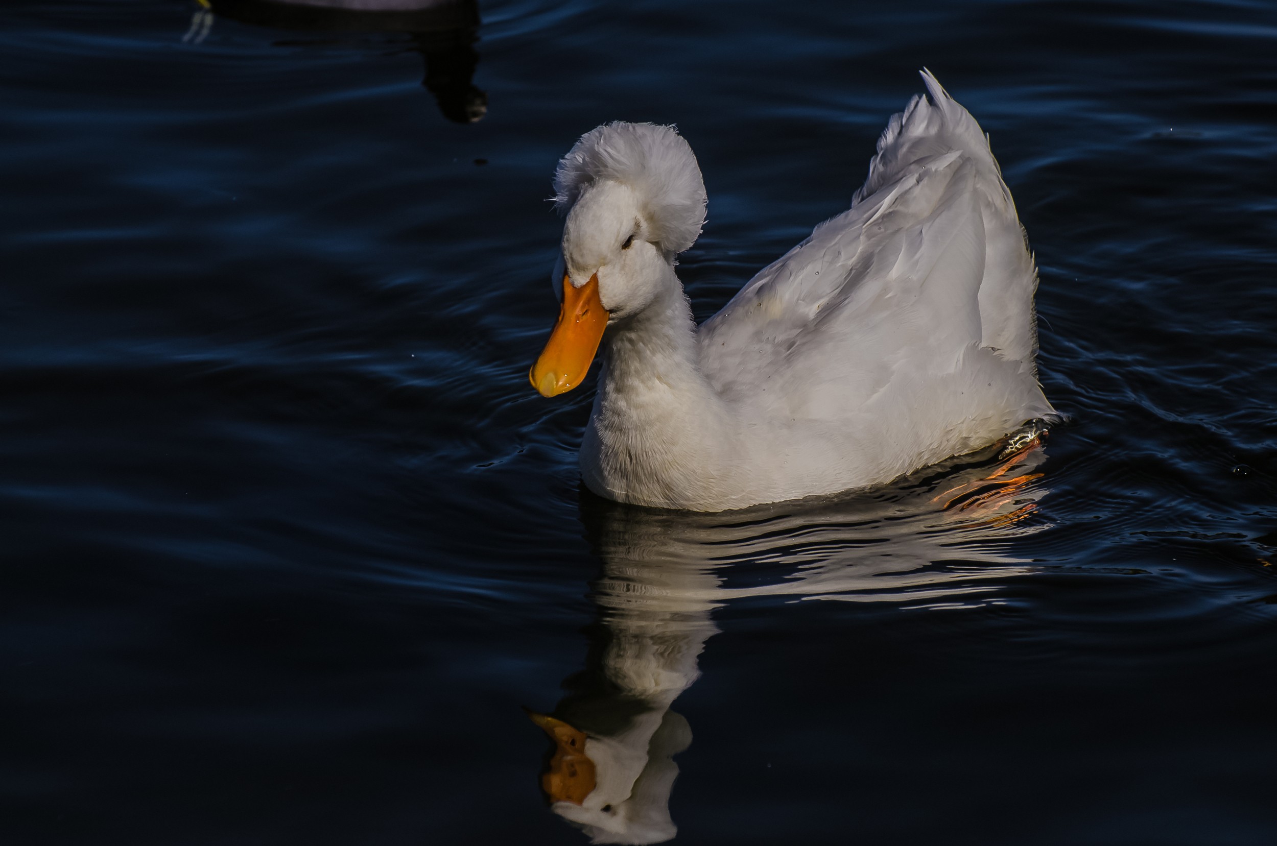 crested_duck