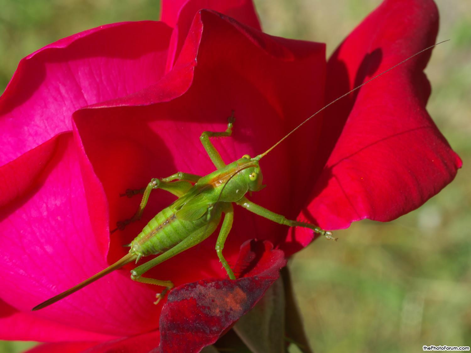 cricket on rose
