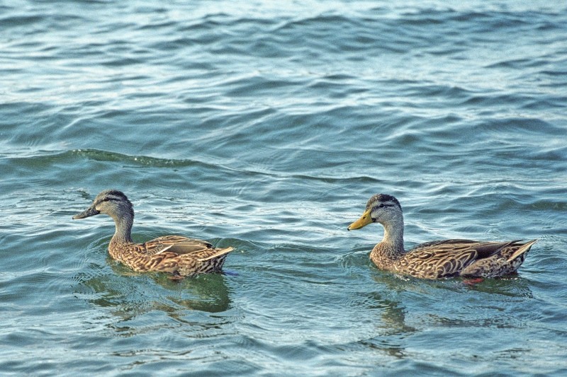 cropped ducks