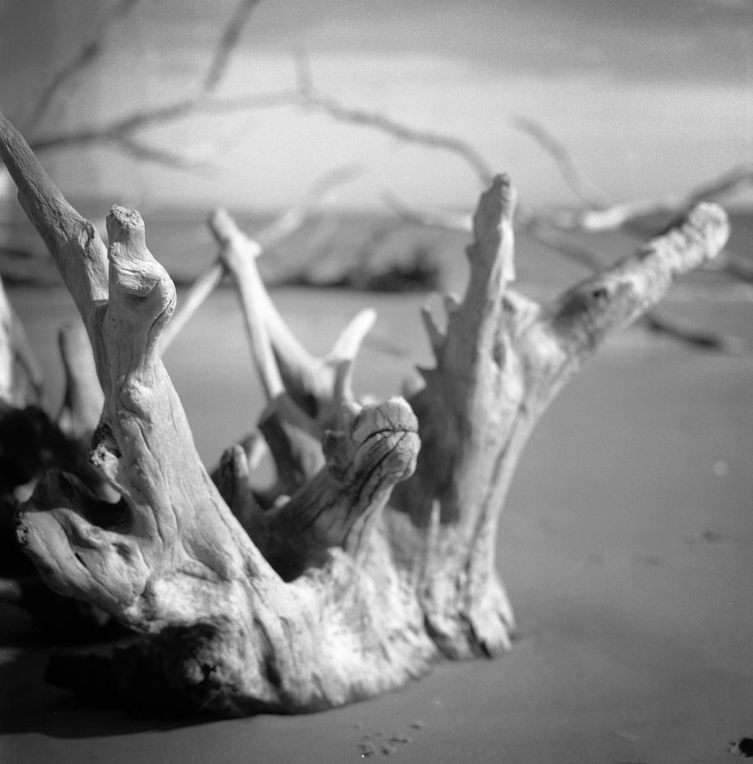 Crown of the Sea