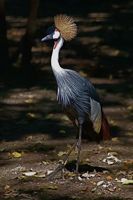 Crowned Crane