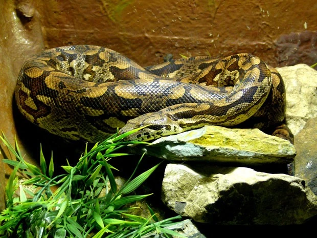 Cutest Photos Of Reptiles And Amphibians