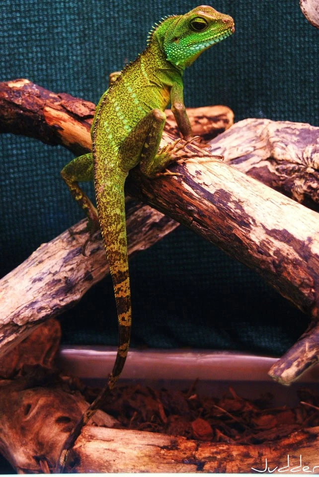 Cutest Photos Of Reptiles And Amphibians