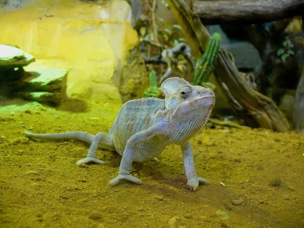 Cutest Photos Of Reptiles And Amphibians