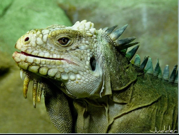 Cutest Photos Of Reptiles And Amphibians