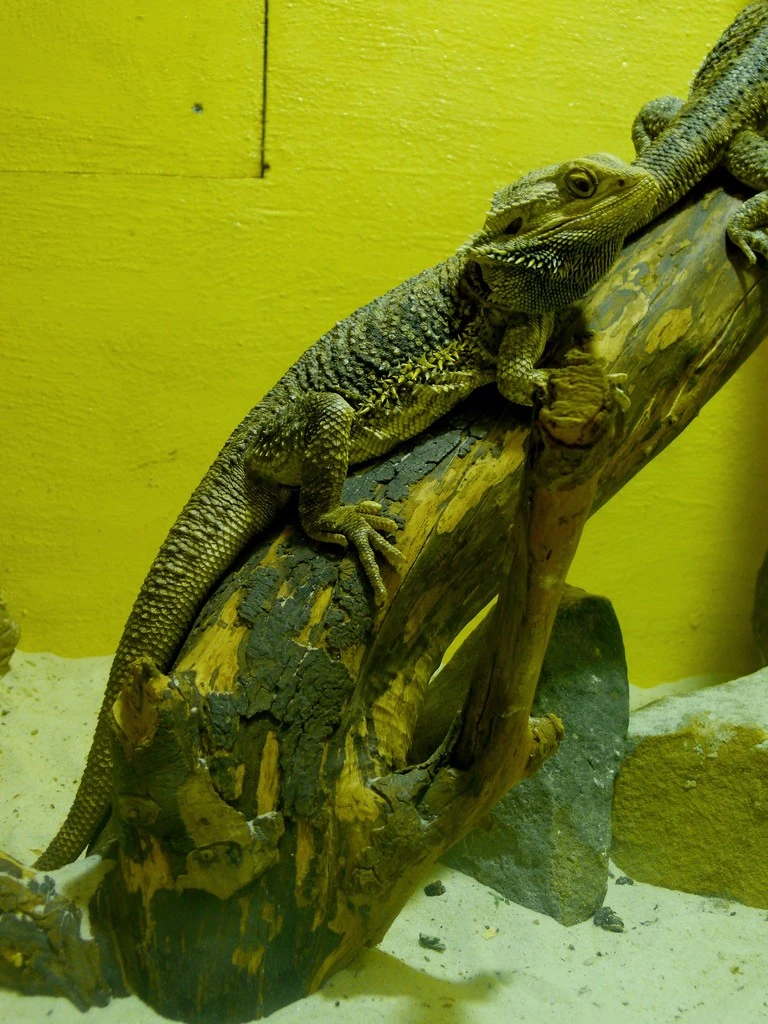 Cutest Photos Of Reptiles And Amphibians