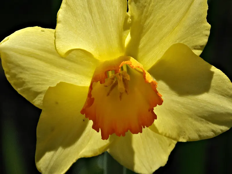 daffodil2