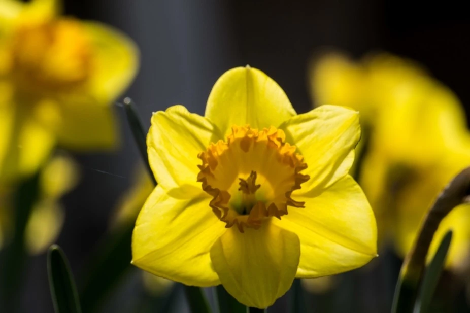 daffodils