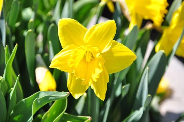 daffodils