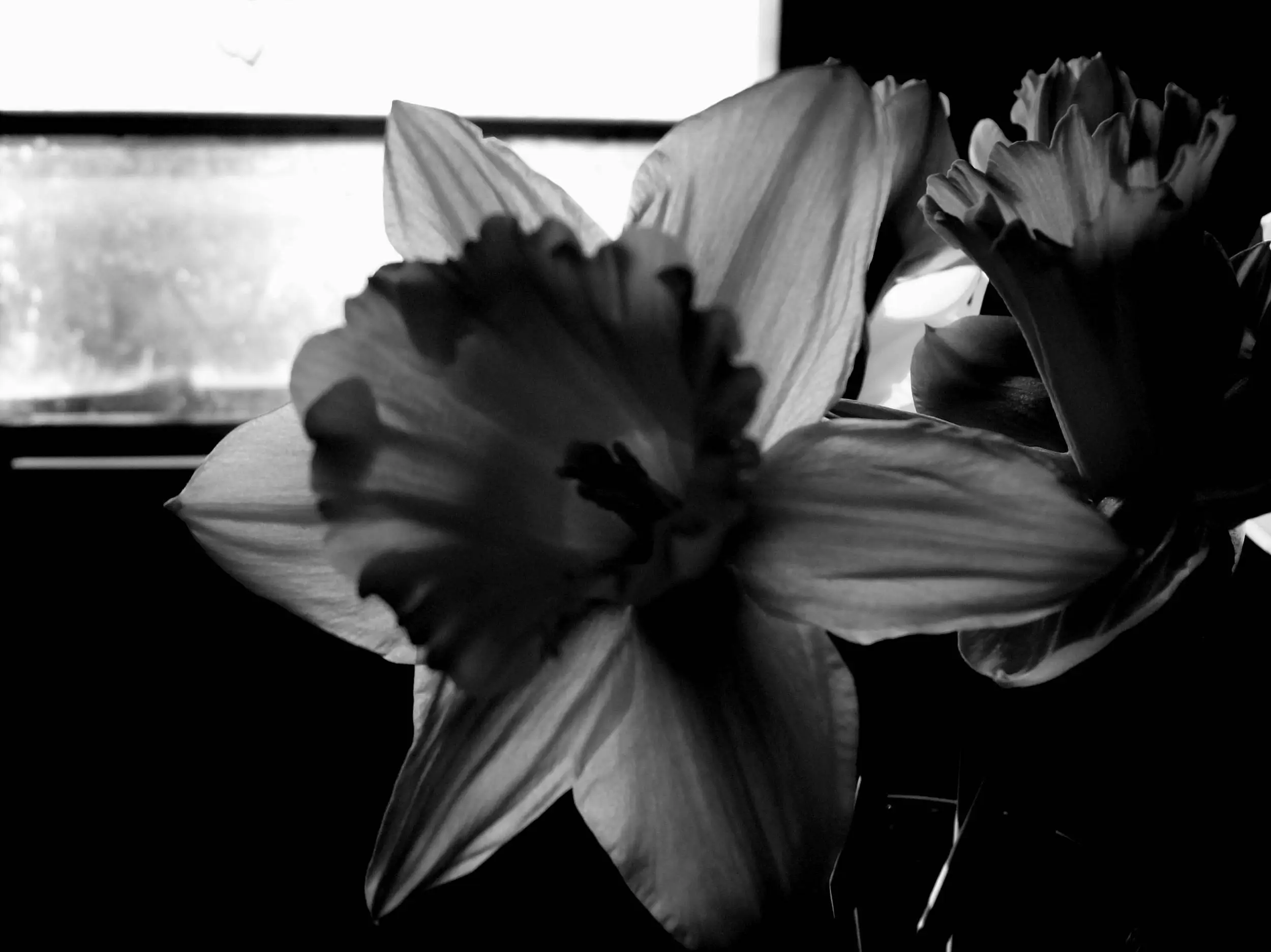 Dafodilles