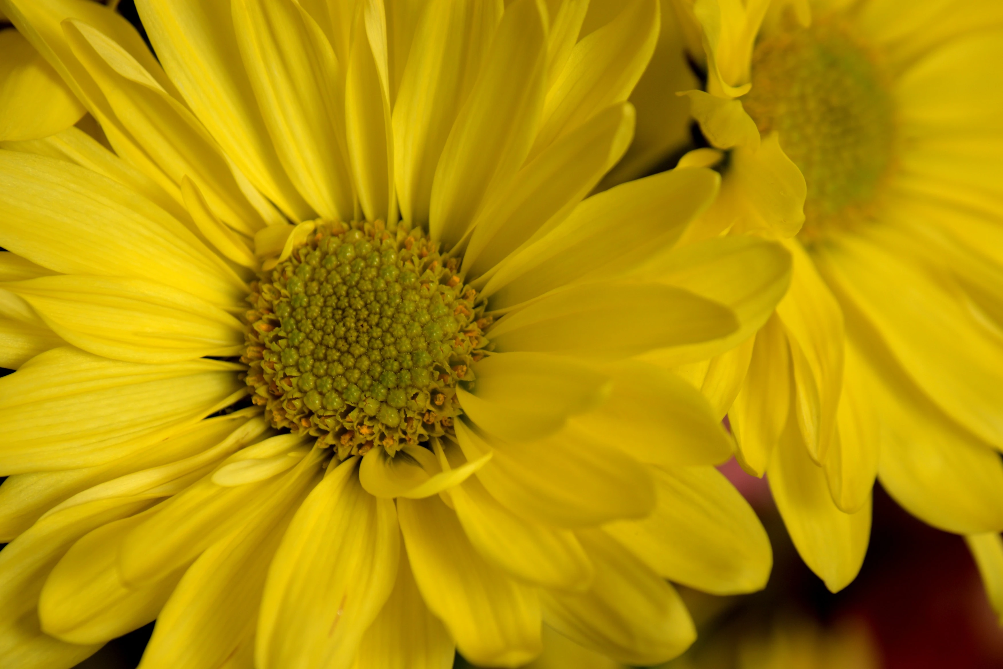 Daisy.jpeg