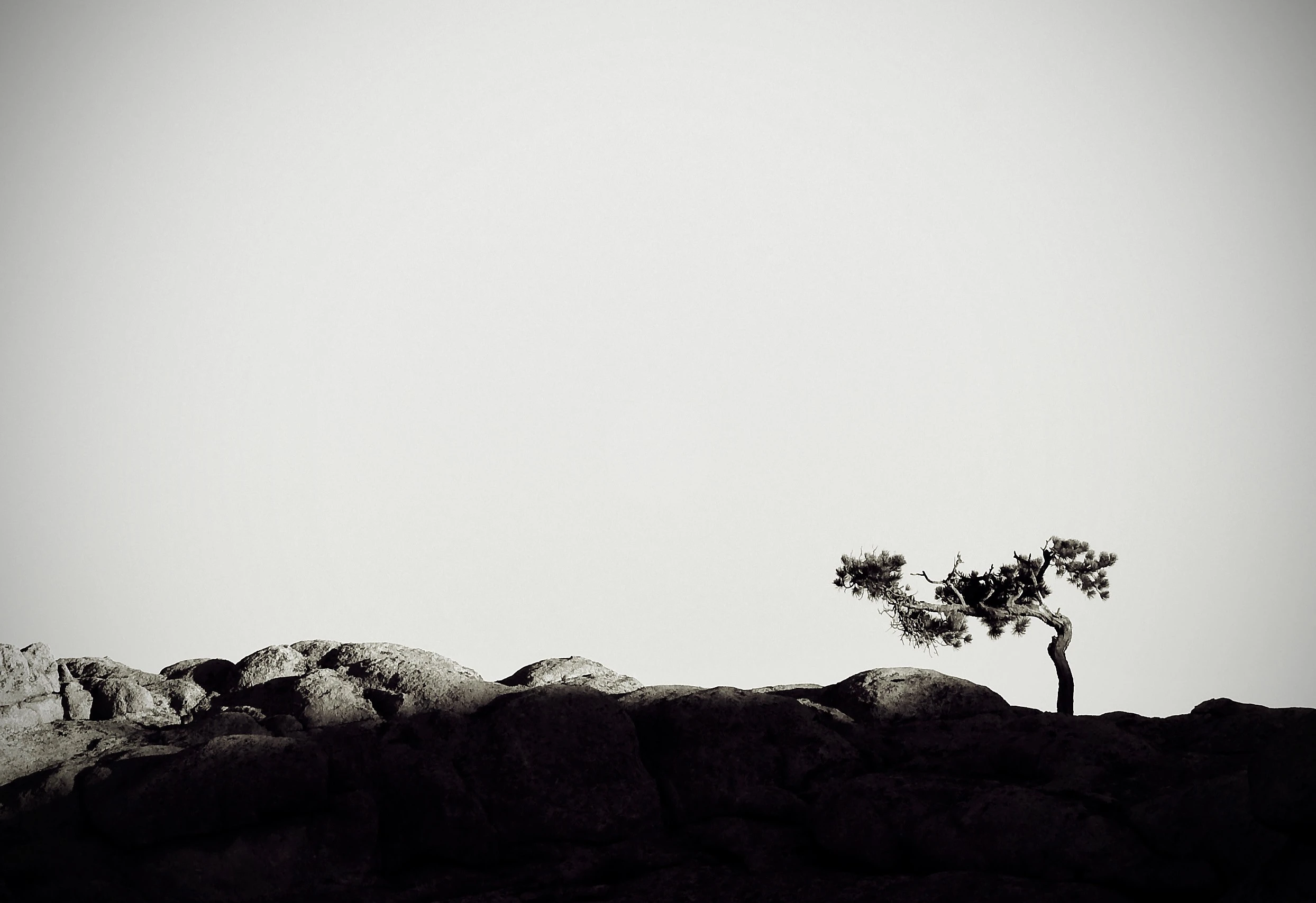 Dancing Pine