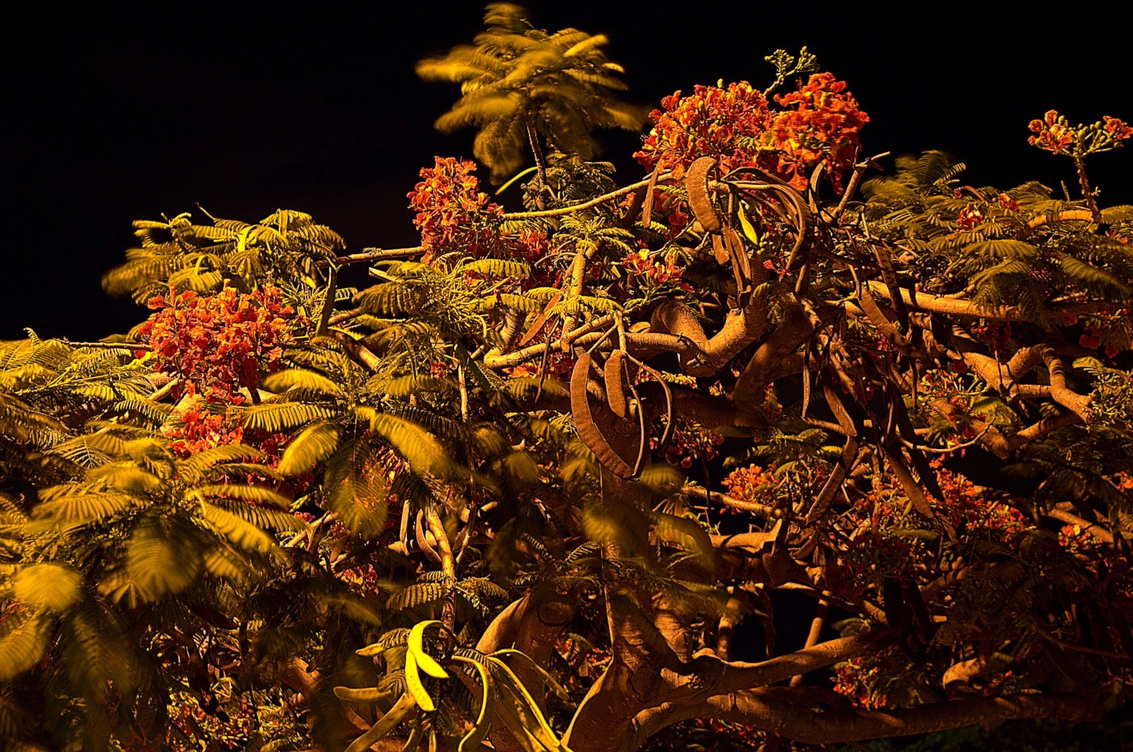 Dancing Tree in the Dark