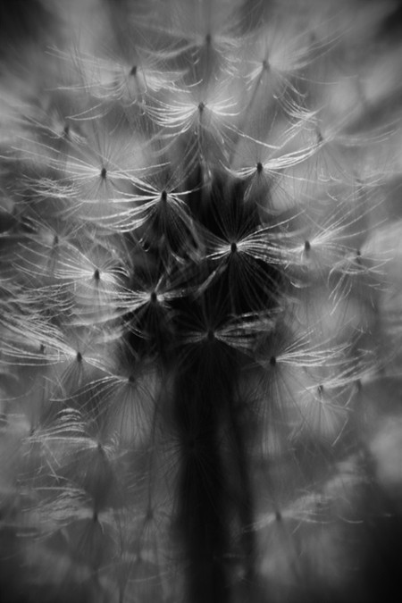 Dandelion 2