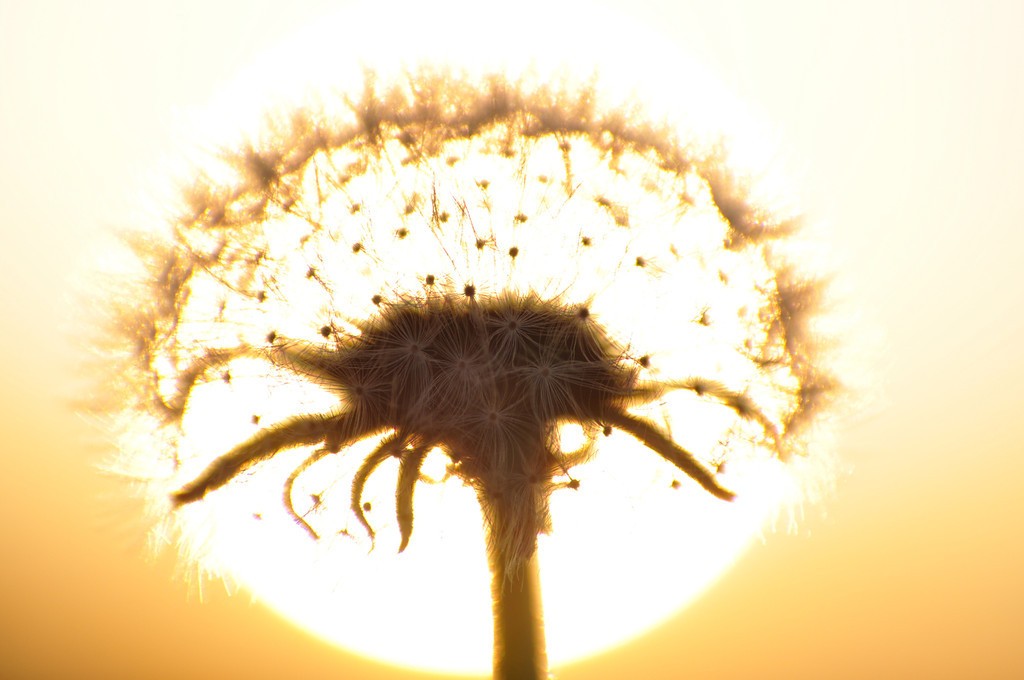 Dandelion with sun