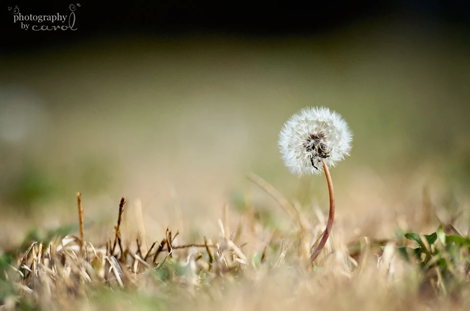 dandelion