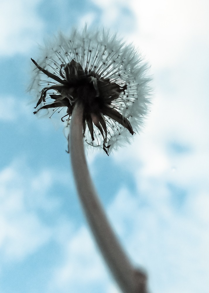 Dandelion