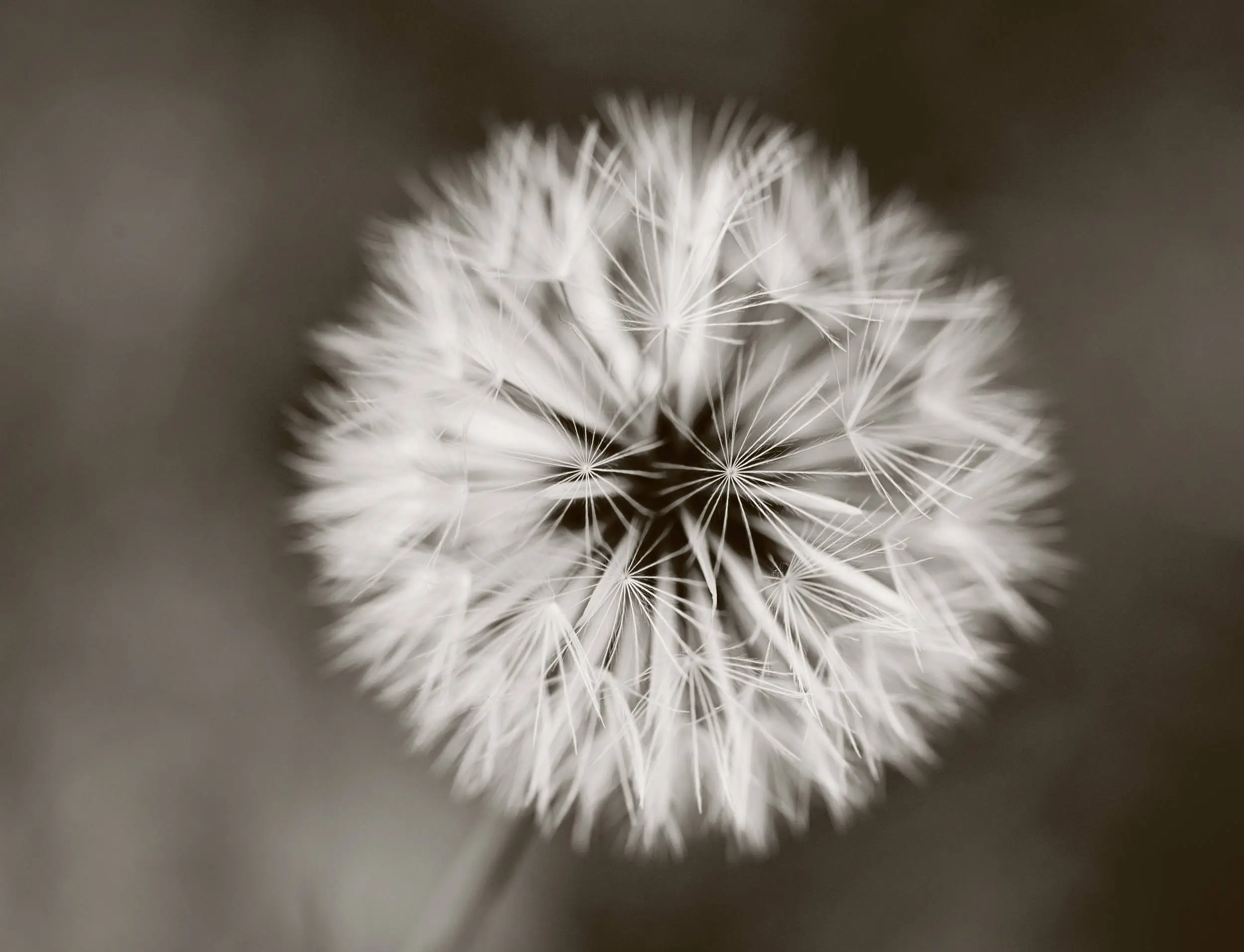 dandelion3