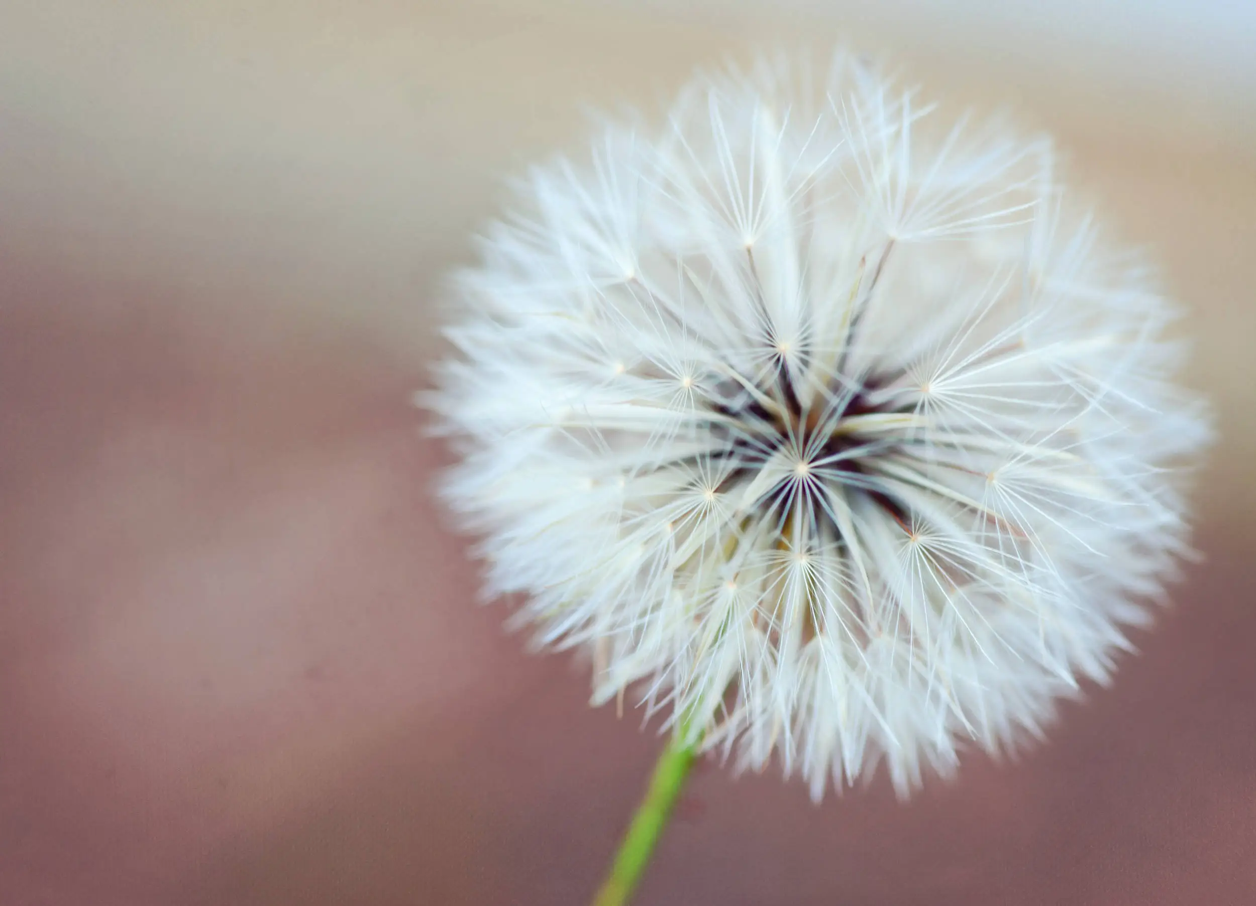 dandelion6