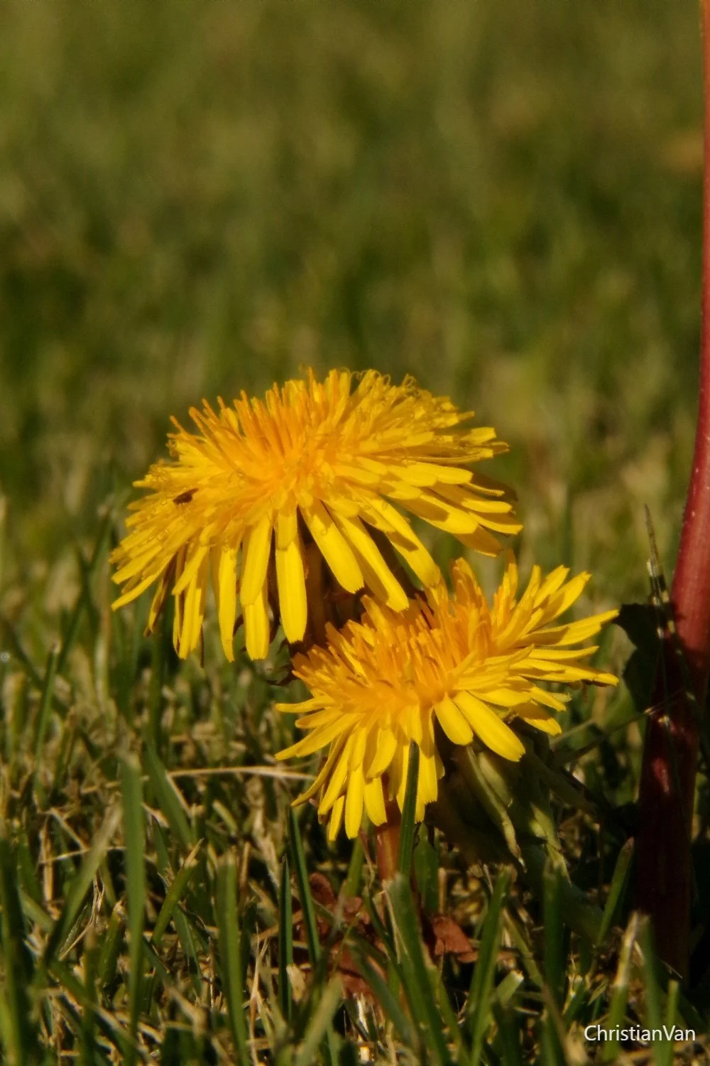 dandelions #1.webp