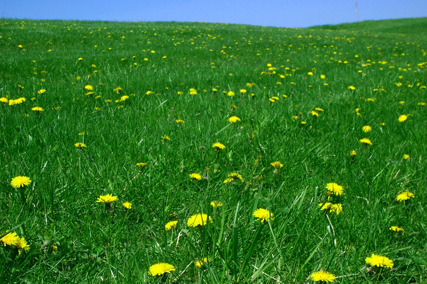 Dandelions on the Hillside