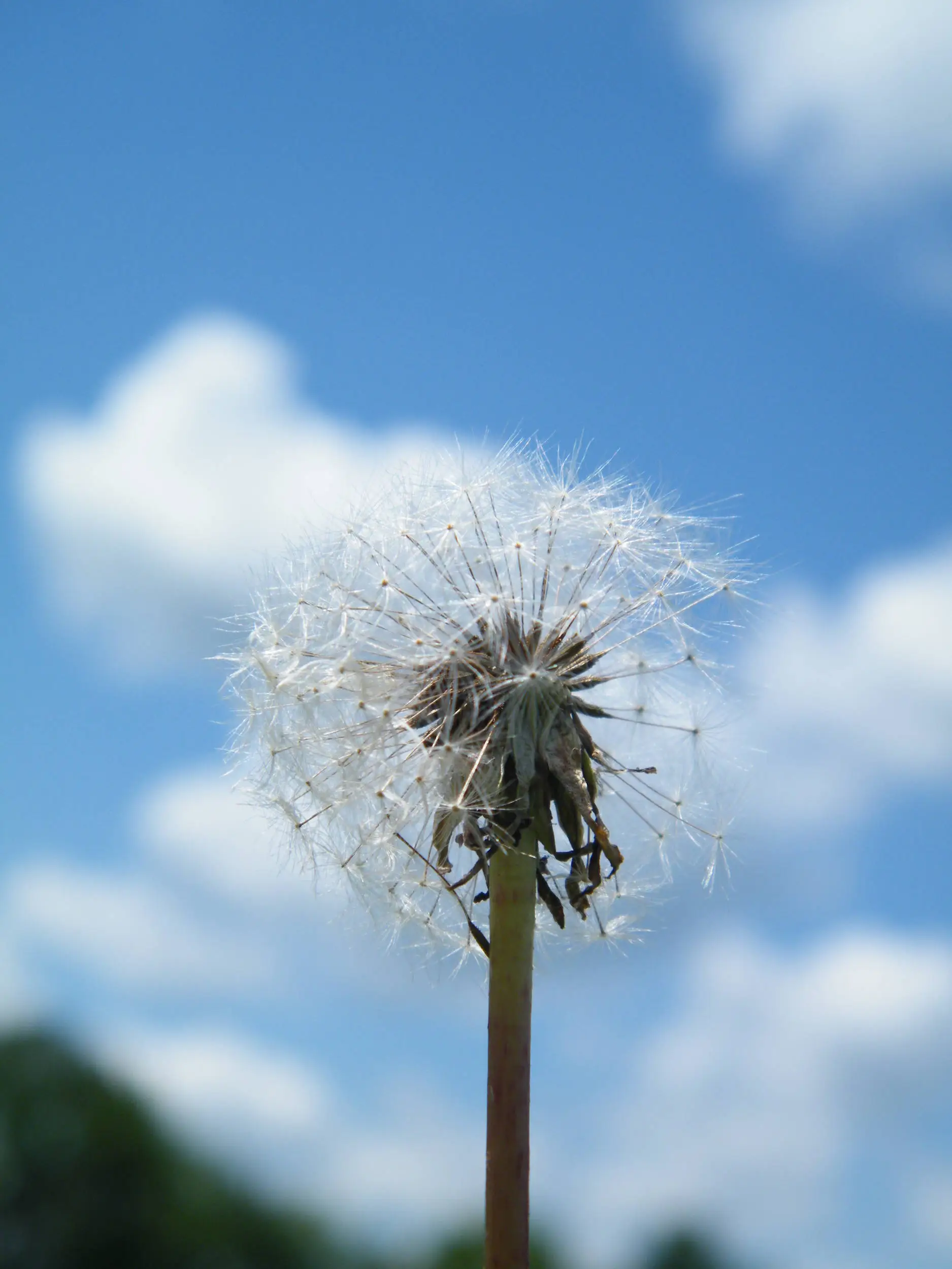 Dandy