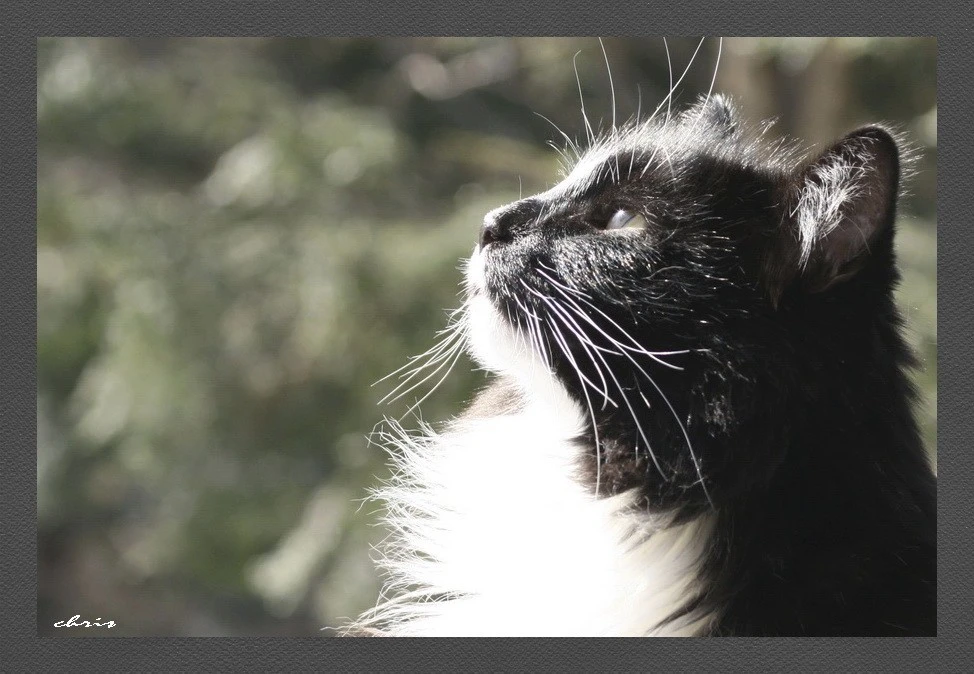 Darcy takes the sun