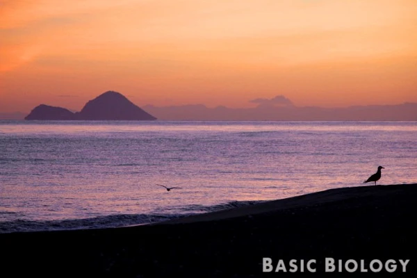 Dawn at Matata beach