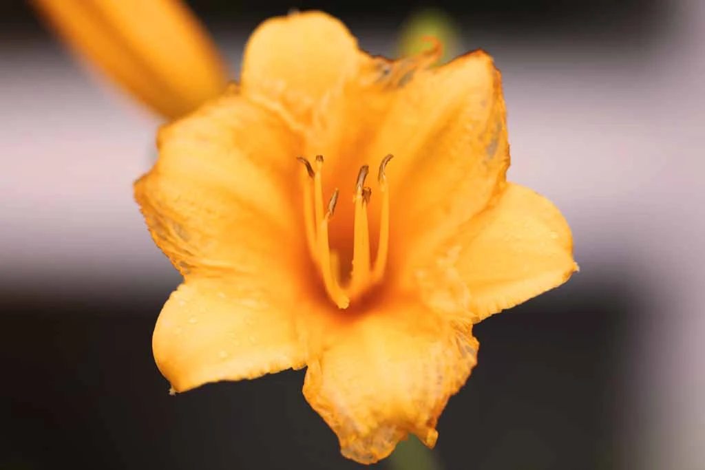 Day Lilly
