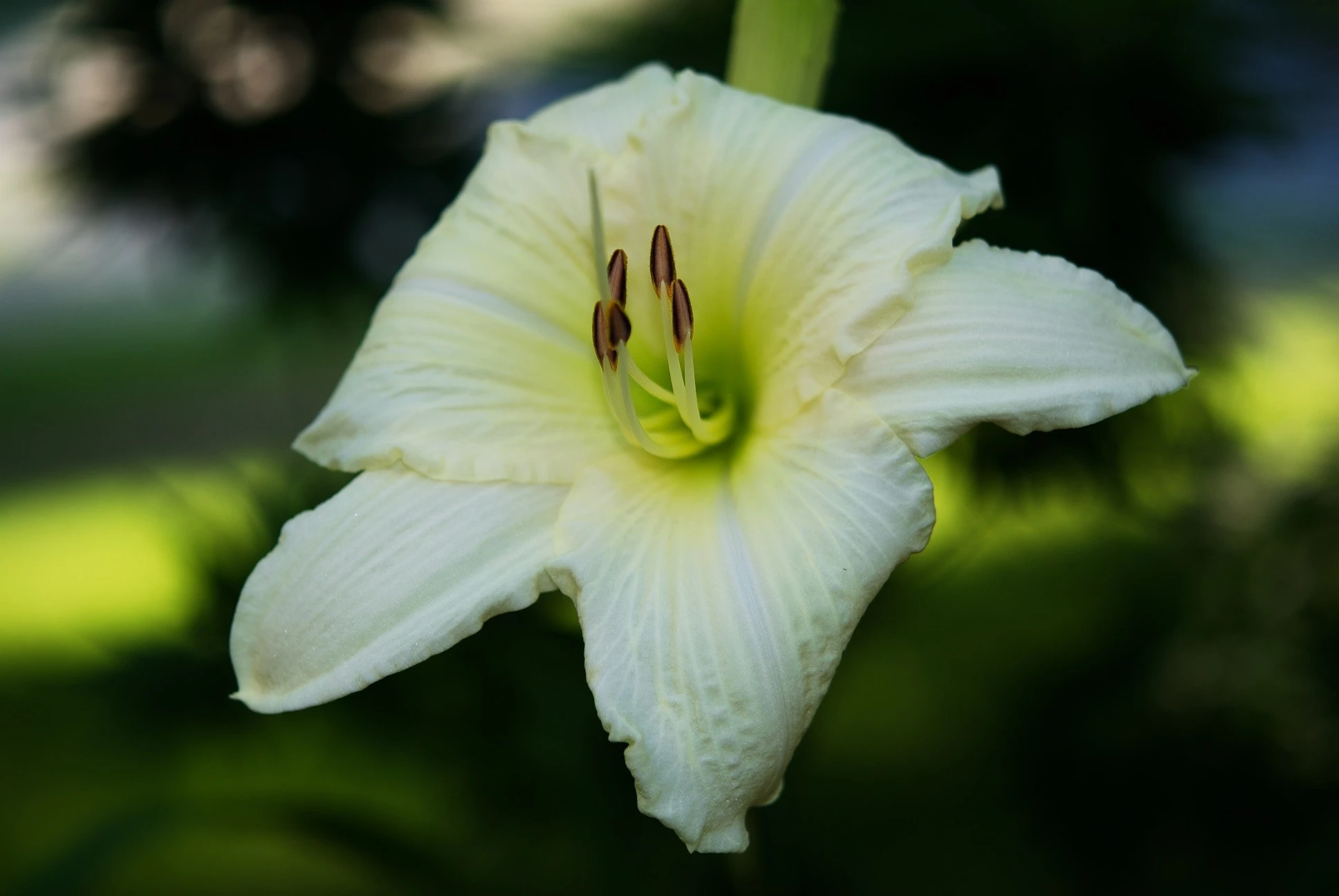 Day Lily