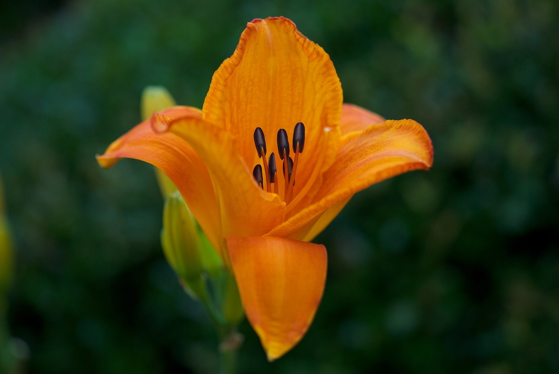 Day Lily