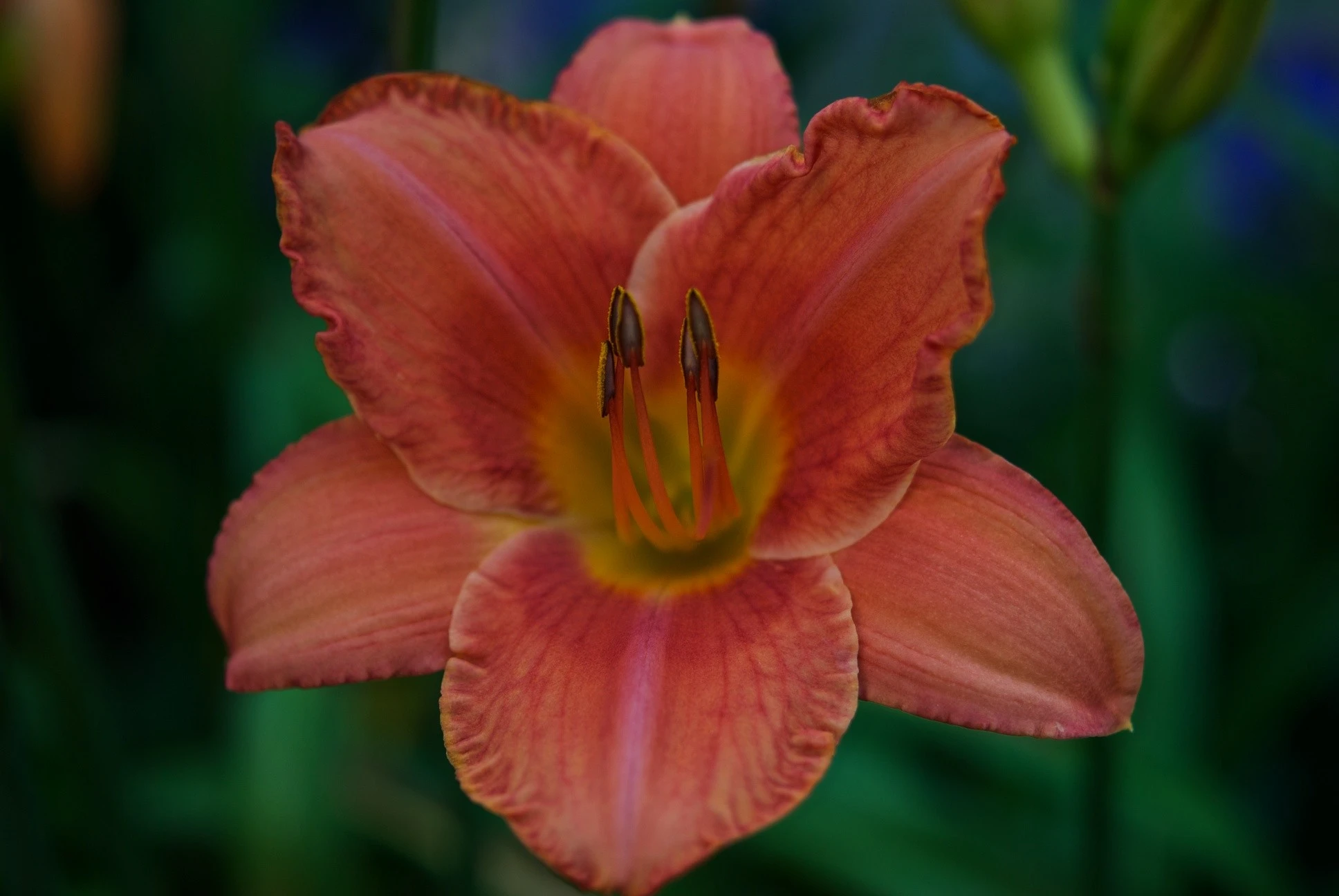 Day Lily