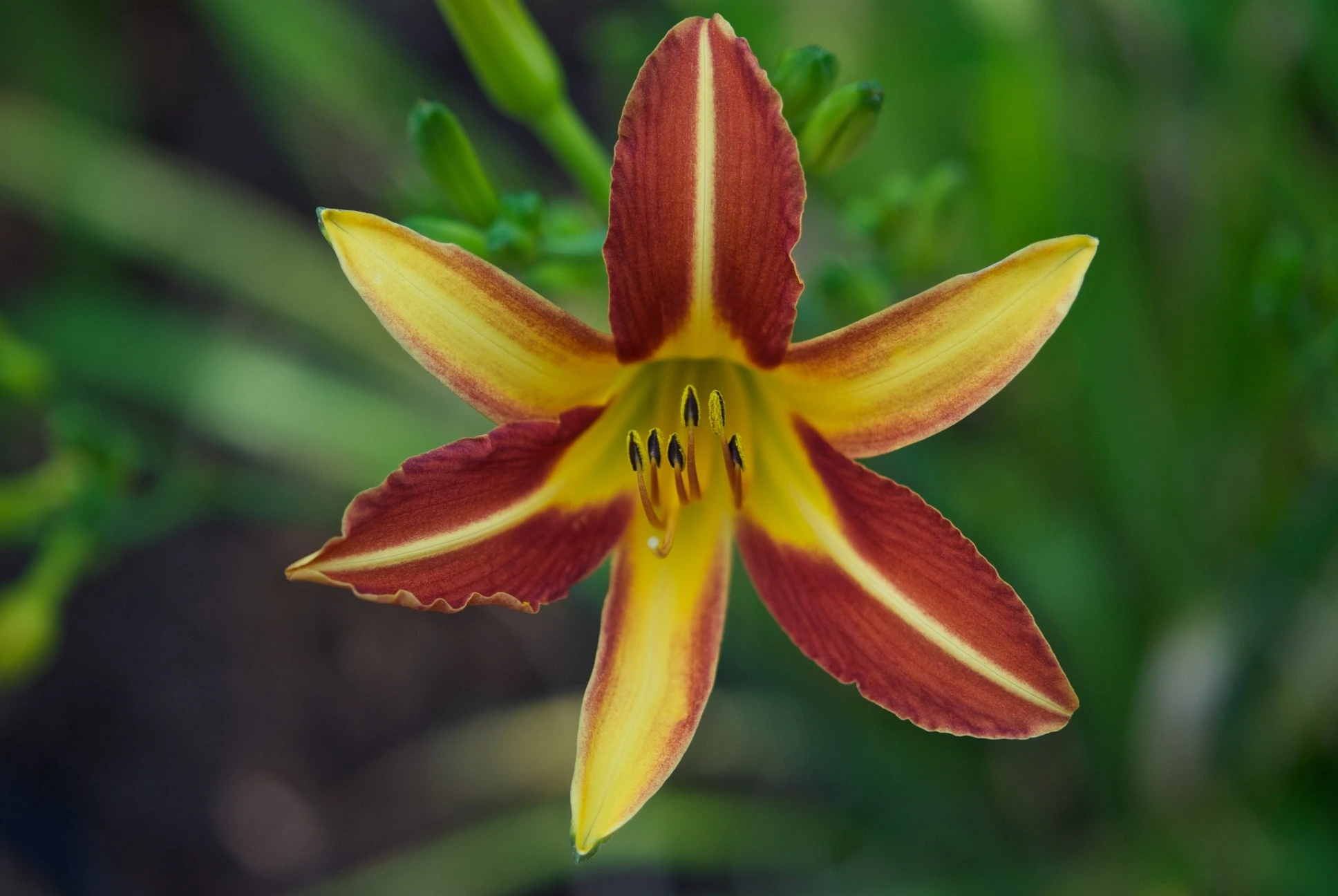 Day Lily