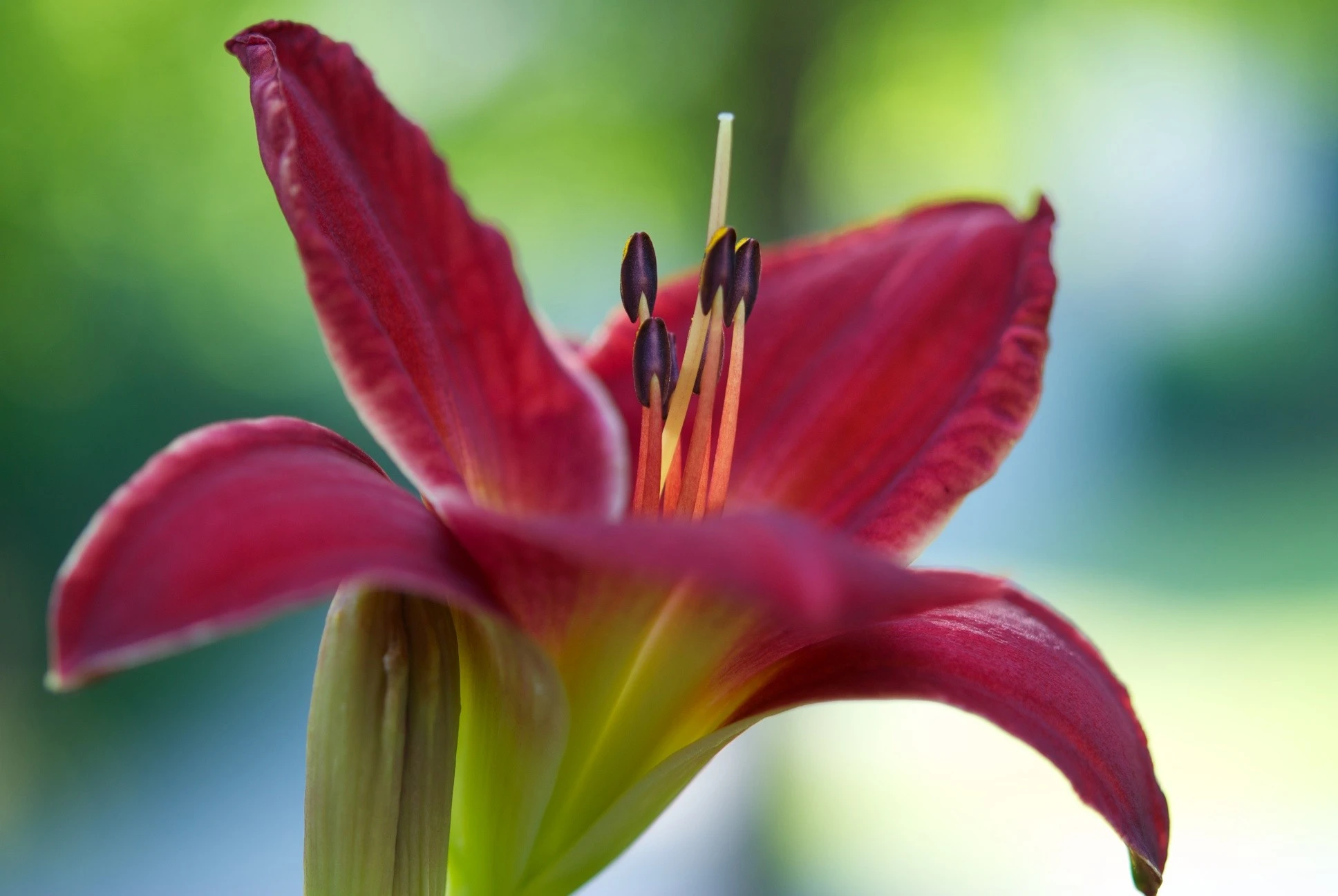 Day Lily