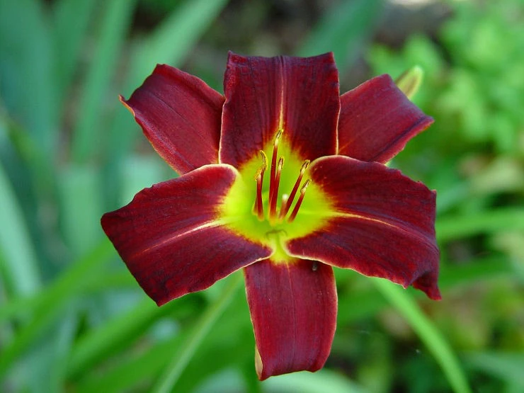 Day Lily