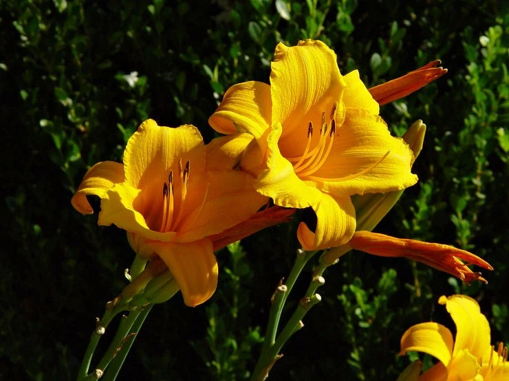 DayliliesToo 2