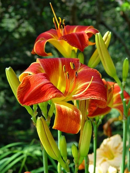 DayliliesToo 3