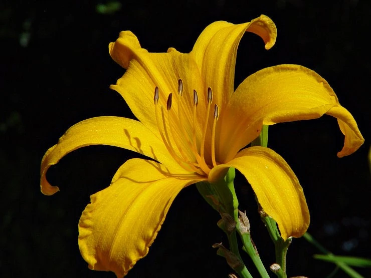 DayLily 2