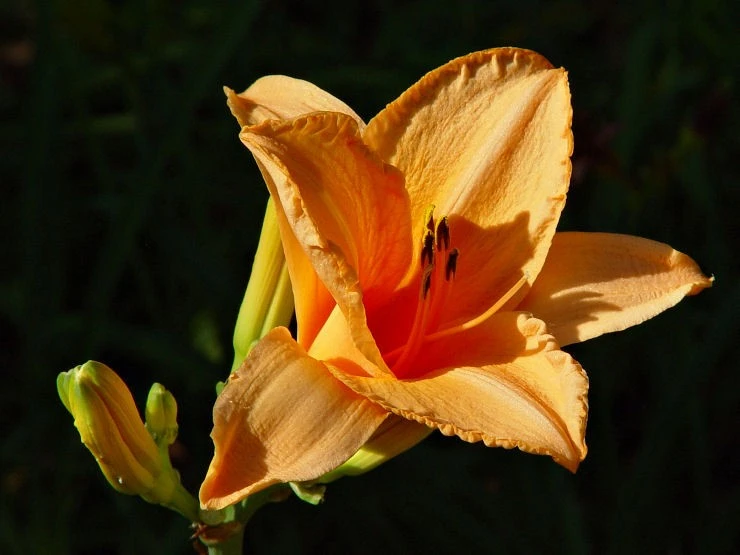 DayLily 4