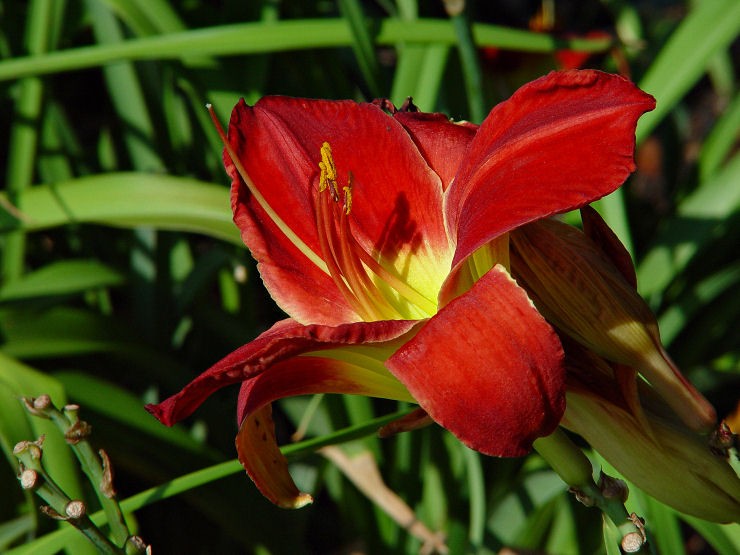 DayLily1