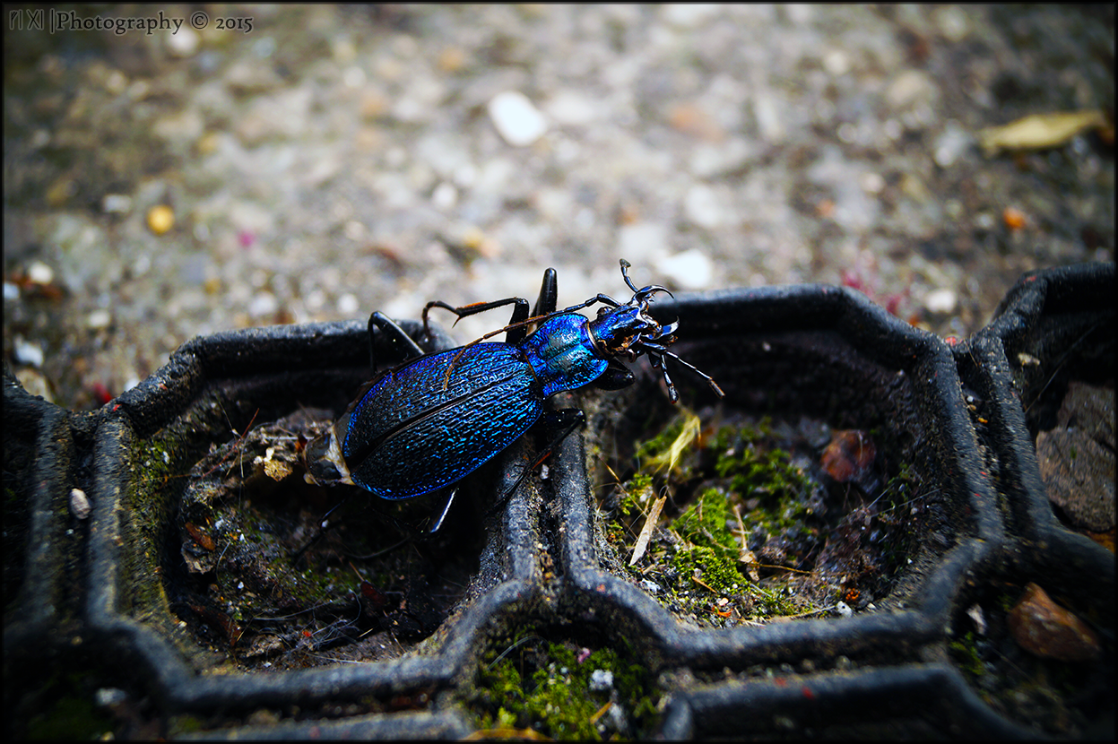 Dead Blue Ground Beetle