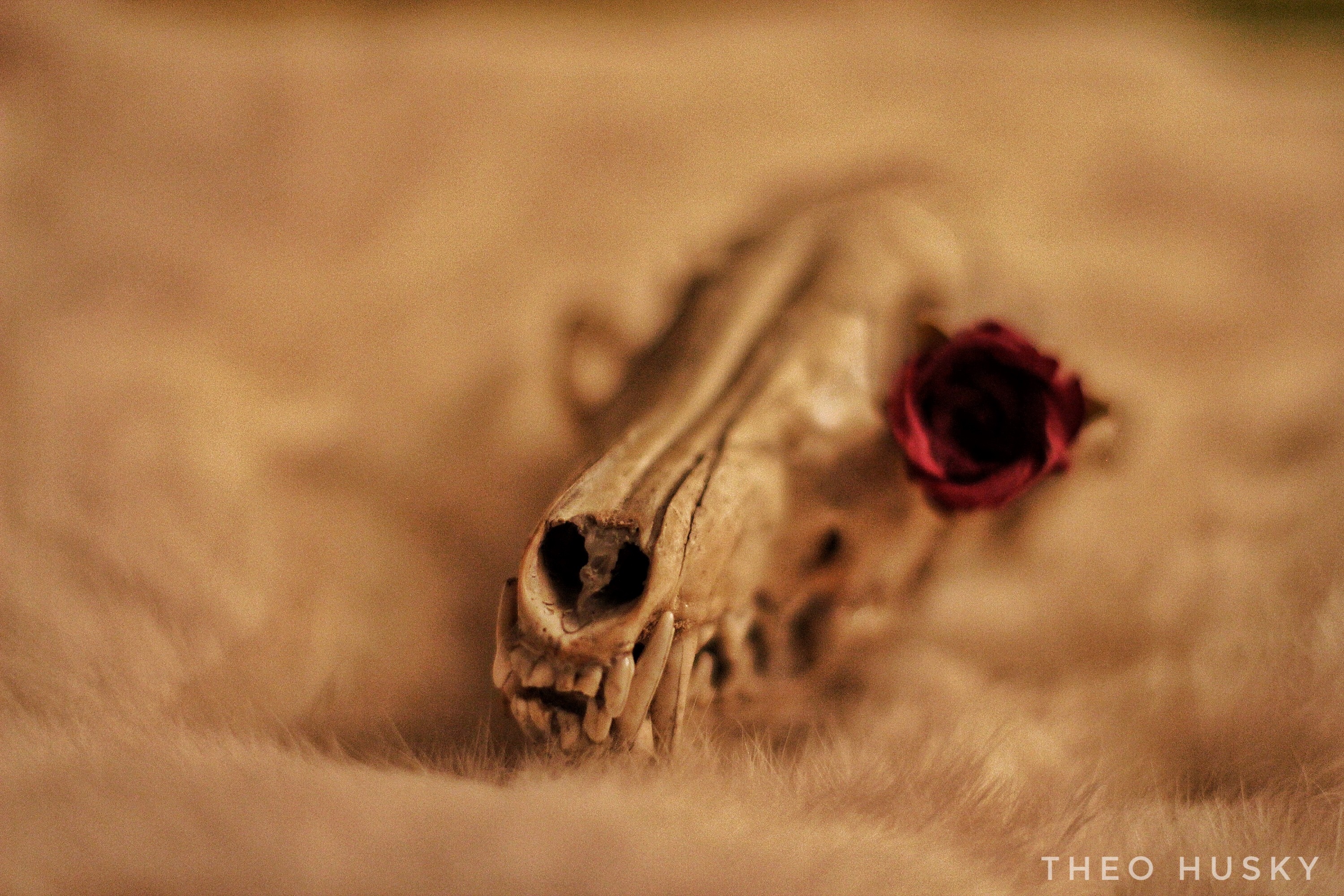 Dead Rose 2