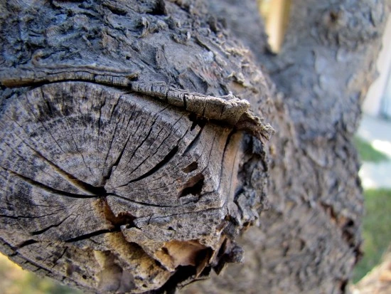 Dead Tree, Peeling Bark