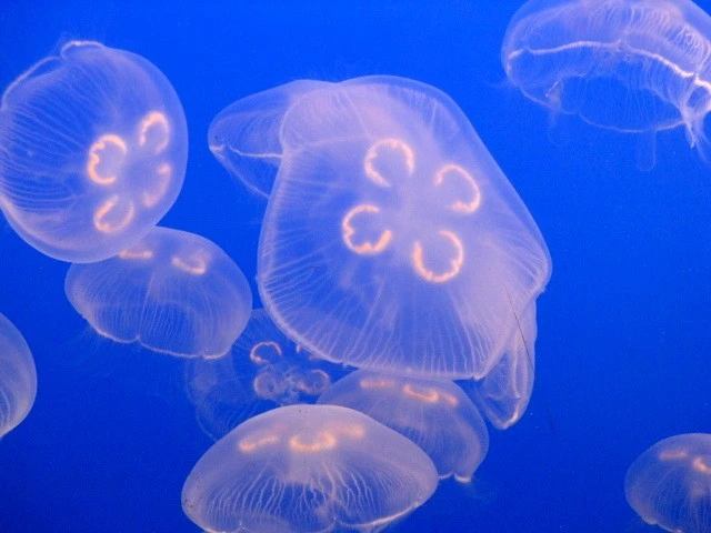deep blue