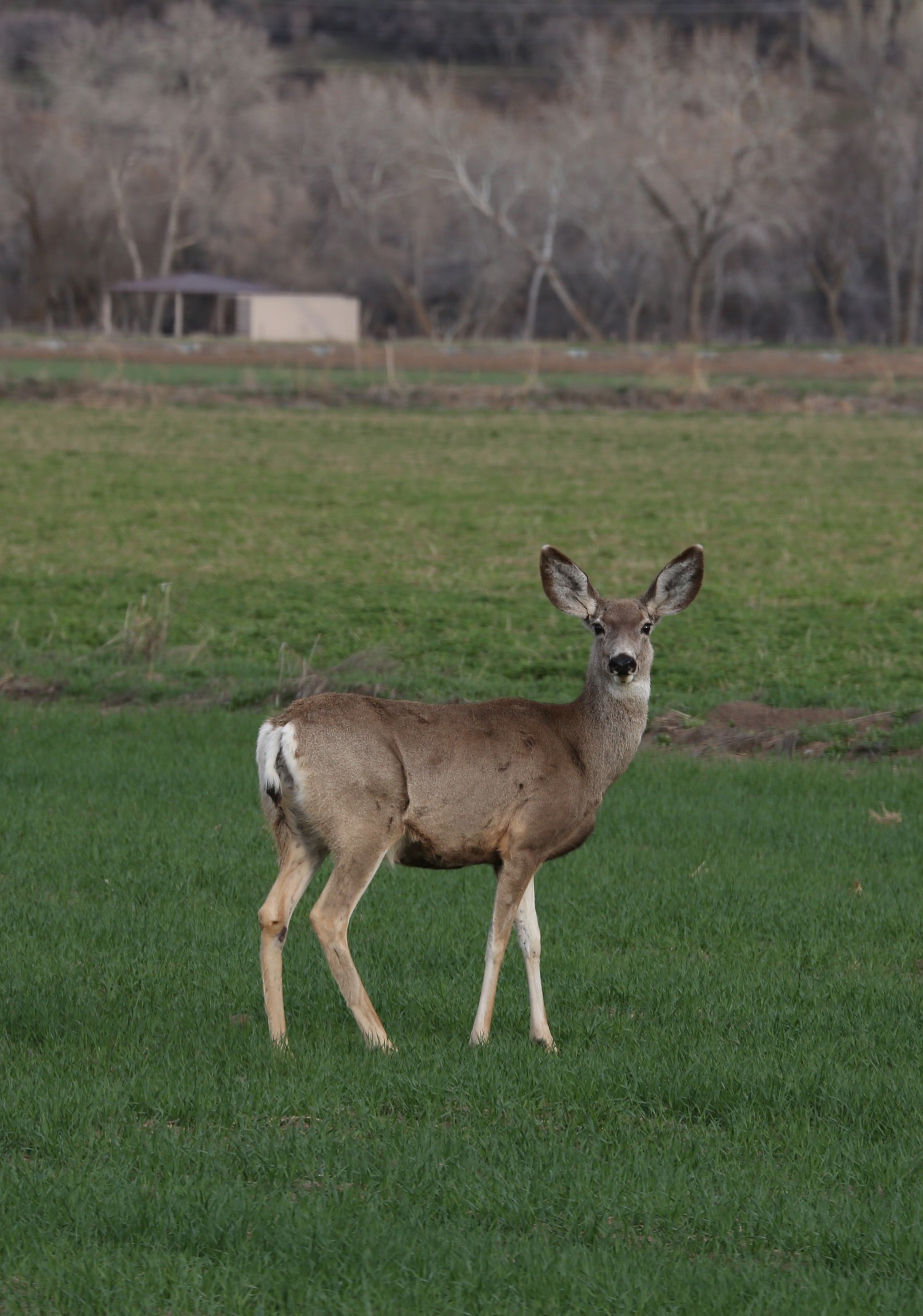 Deer in a field