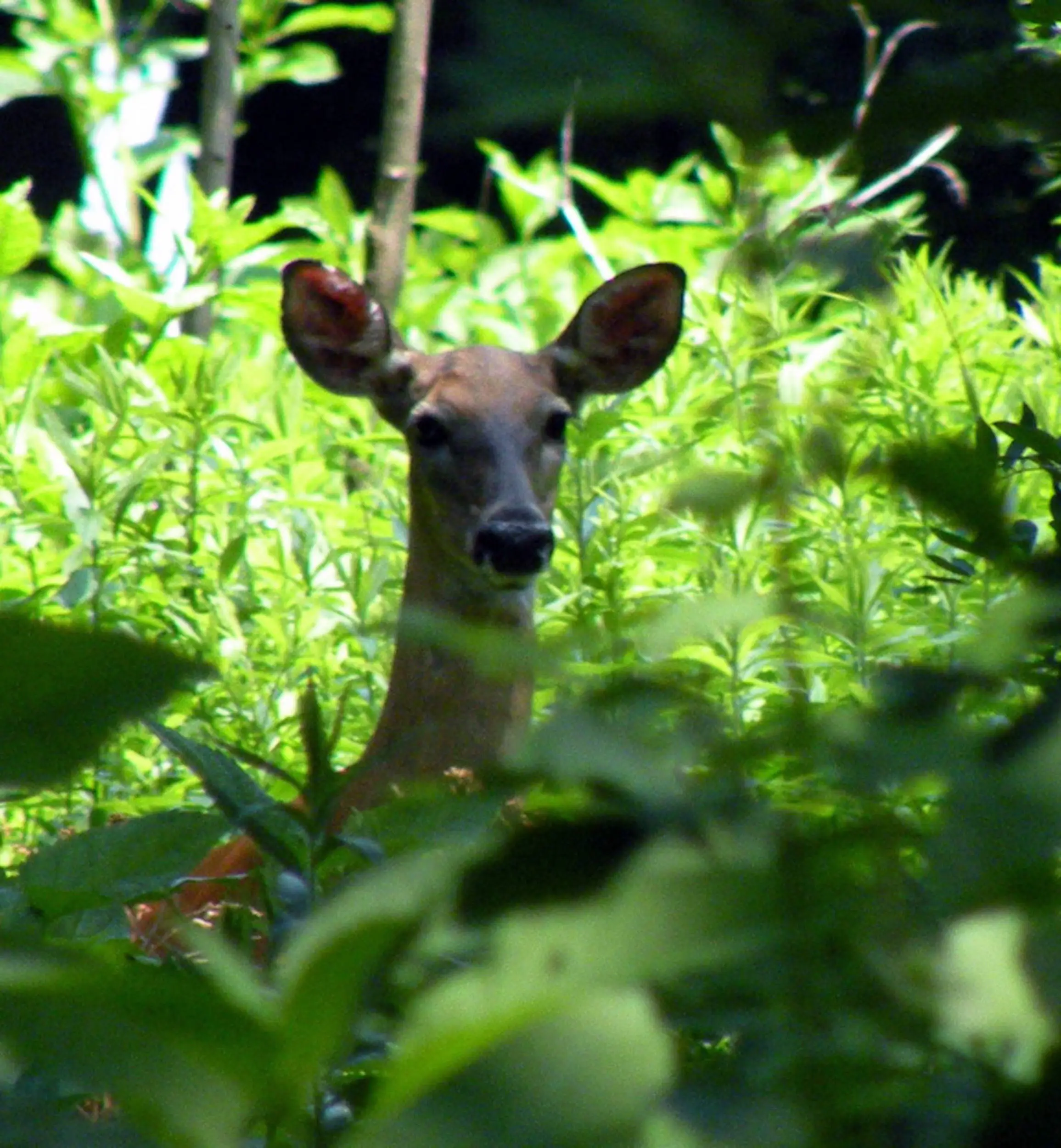 Deer